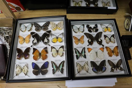 Nine cases of butterfly specimens